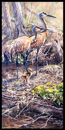 sand hill cranes